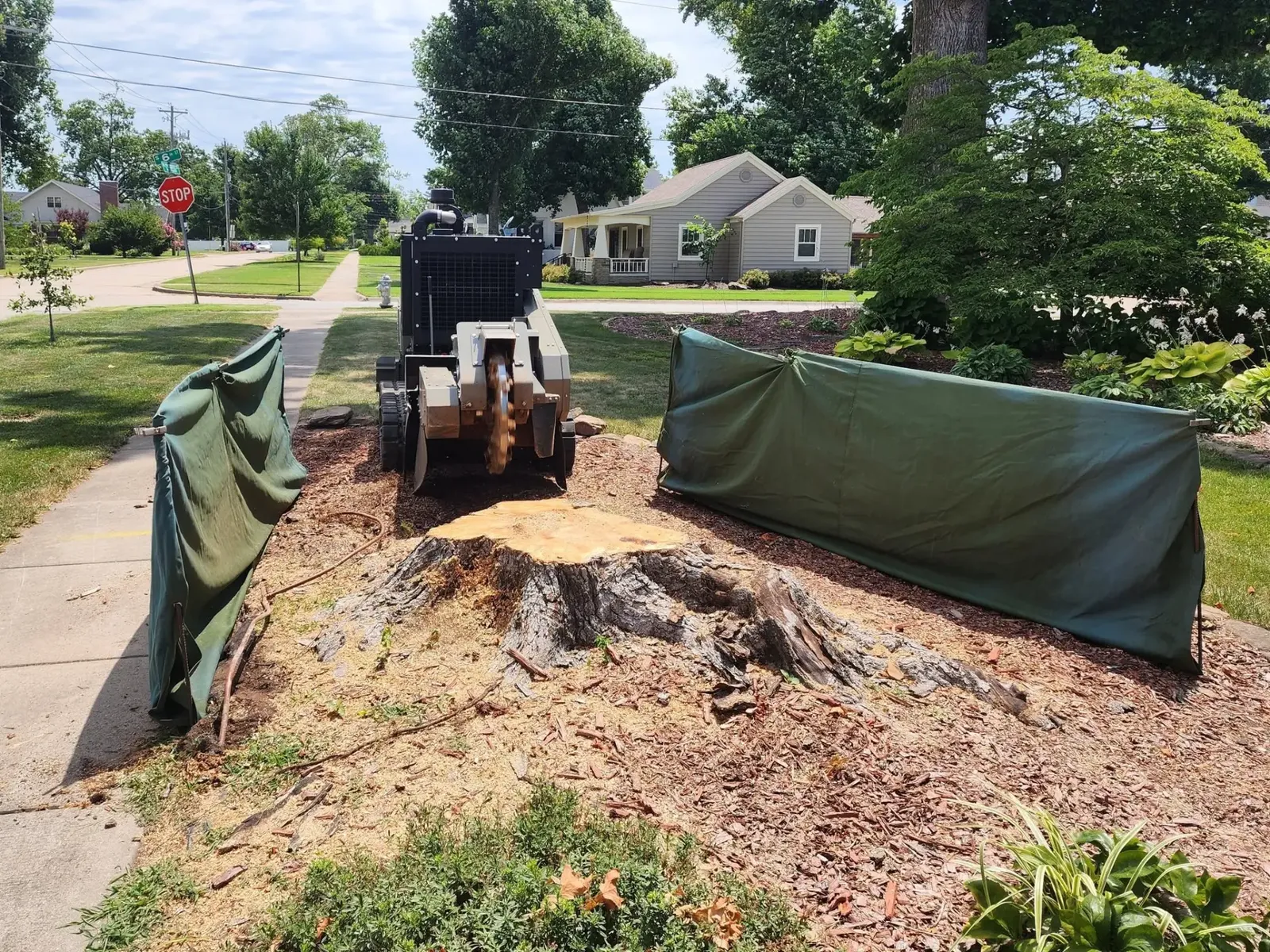 L&M stump grinder and protective screens beside a large front-yard stump